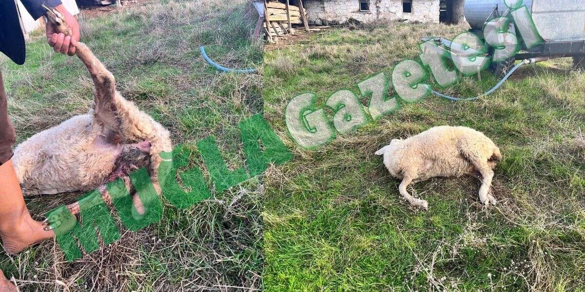 Menteşe'de Köpekler Ağılda Koyunları Parçaladı: Menteşe Belediyesi 1 Saattir Bekleniyor 2